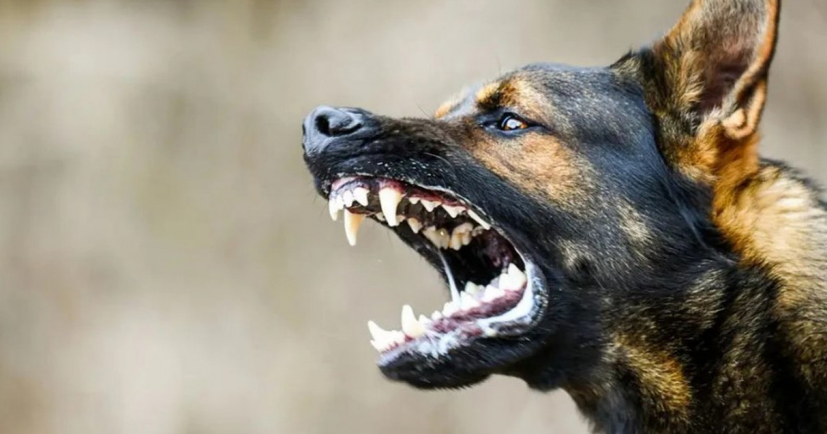 Полиция қабаған иттің шабуылын тоқтатқан тұрғынға қатысты мәлімдеме жасады