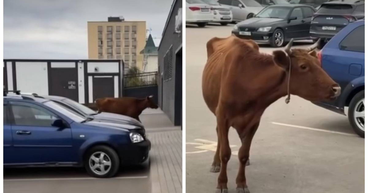 Желідегі сасық писькилер