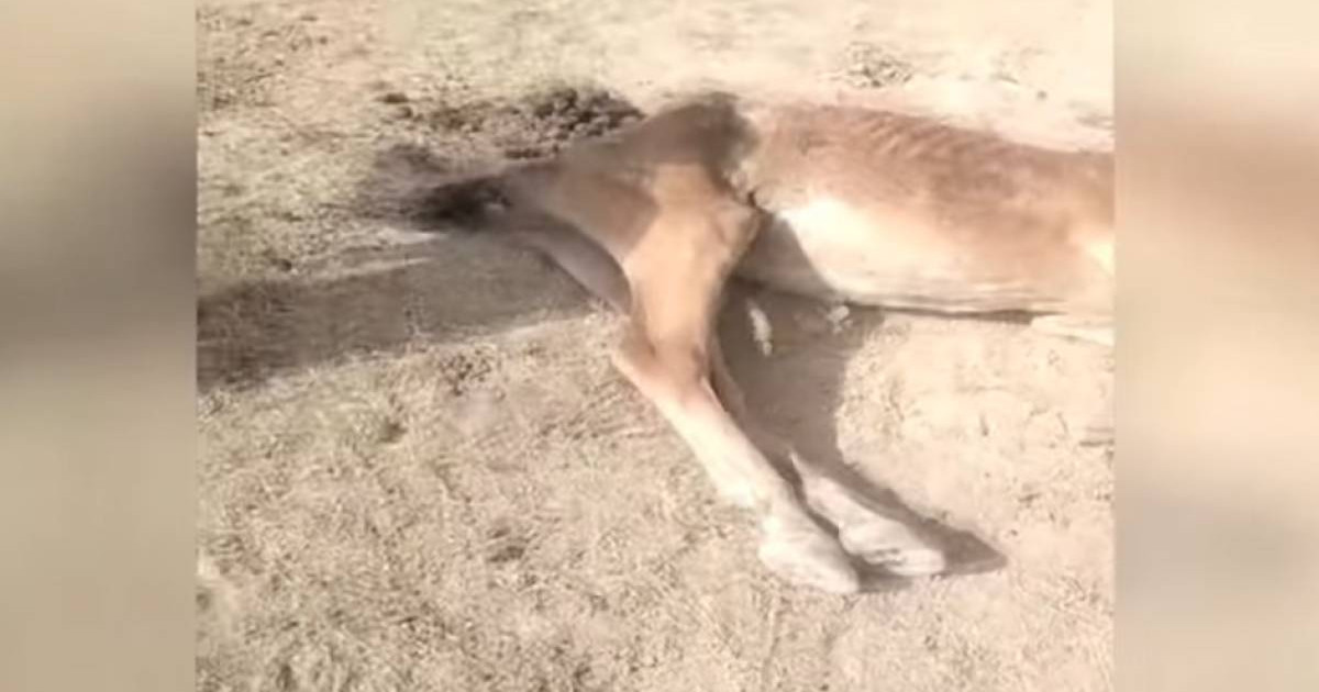 Бір-бірінің пискаларын жалап тұрған фото Бір-бірінің пискаларын жалап тұрған фото