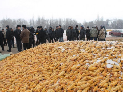 Мажарлар жүгері мен бұршақ өсіруді үйретеді