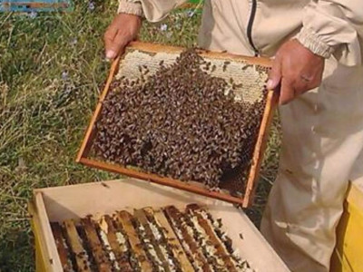 ОҚО-да омарташылар жылына 100 тонна бал өндіруде