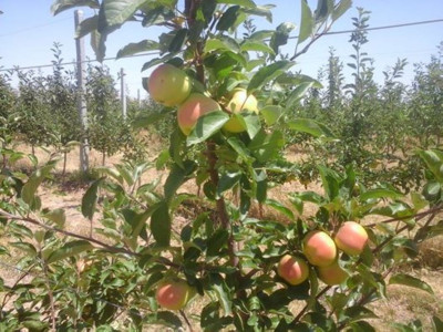 Оңтүстіктің алмасы брендке айналатын күн жақын