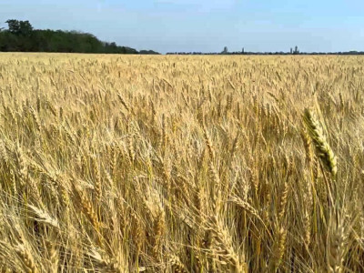 Ауылшаруашылық корпорациялары салықты 70% пайыз жеңілдікпен төлейді