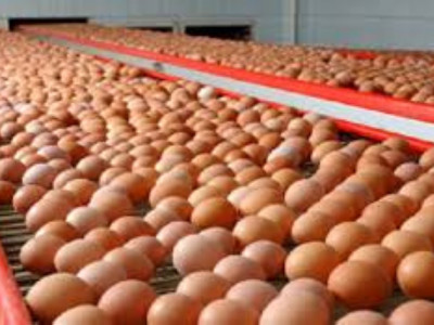 Былтыр 300 млн дана жұмыртқа өндірілді