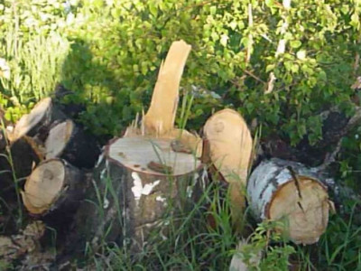 Заңсыз ағаш кескендерге салынатын айыппұл көлемі өседі