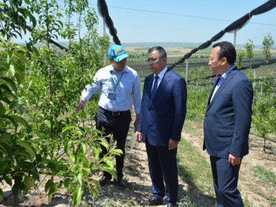 Қарқынды бау көлемі 1000 гектарға ұлғаяды
