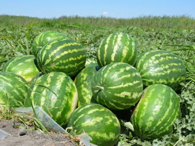 ОҚО шаруалары Ресейге 300 тонна қарбыз экспорттады