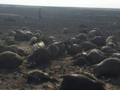 1 500 қойымен өртеніп кеткен шопанның артында сегіз баласы қалды