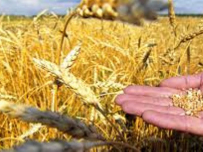 Егіс алқаптарын әртараптандыру  қолға алынды