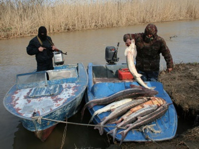 Заңсыз балық аулап 2 млн теңге төледі