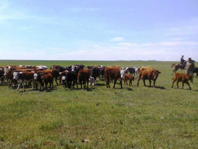 Жайылым жерсіз қалған сарыағаштықтар ереуілге шықпақшы
