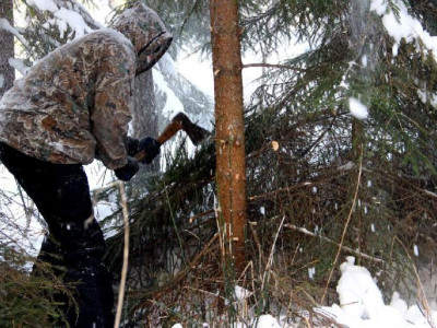 Орман сәнін отағандар жазадан құтылмайды