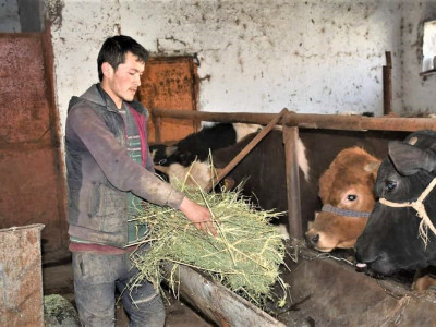 Сайрам ауданында 2 сиырмен байыған кәсіпкер тұрады