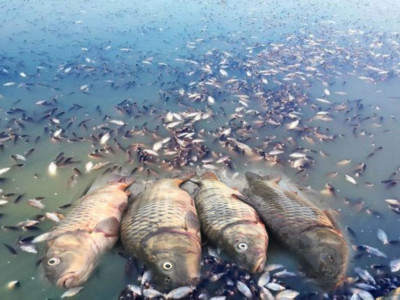 Жайықтағы балықтар хлордан уланған
