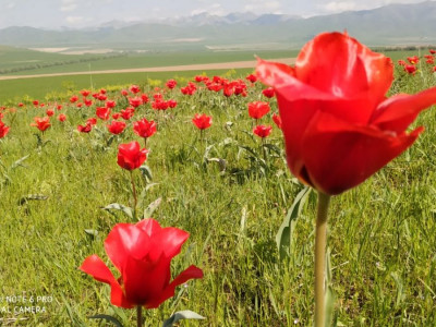 Түлкібаста қызғалдақ фестивалі басталды