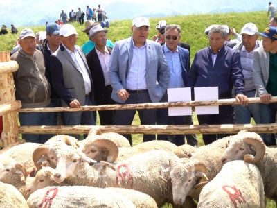 Шалкөдедегі шопандар тойы