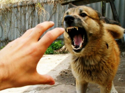 54 жастағы әйелді ит талап өлтірді