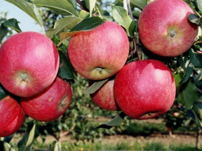 Көктөбеге 40 мың түп алма ағашы отырғызылады