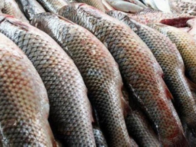 Алматы-Өскемен тасжолында 700 келіден астам балық тәркіленді
