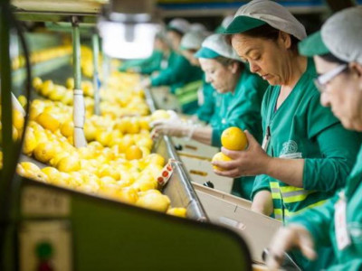 Жеміс тасымалына тыйым салынды – Қытай санитария нормаларын бұзған