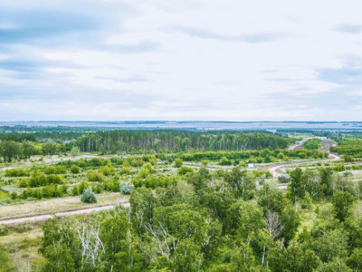 Астана орманының аумағы 100 мың гектарға жеткізіледі