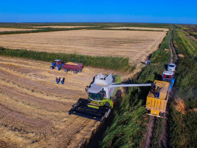 Қызылордалық диқандар күріштің рекордтық өнімін жинады