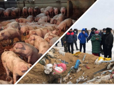 Бестамақ ауылындағы шошқа фермасына 7,2 миллиард теңге айыппұл салынды