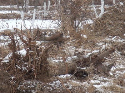 Ағаштың заңсыз оталуына наразы топ жолды кесілген ағаштармен жауып тастады