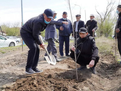 Түркістанда тәуелсіздіктің 30 жылдығы құрметіне 30 миллион ағаш отырғызылады