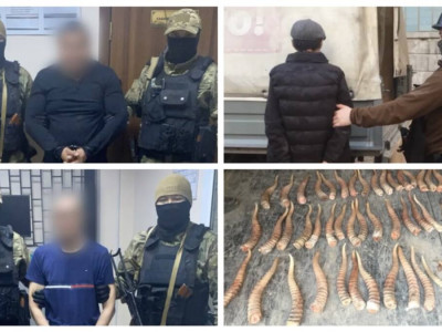 293 дана киік мүйізін сатпақ болған браконьерлер ұсталды