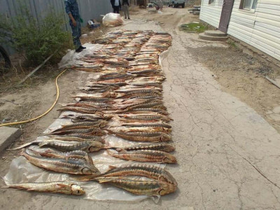 Атырау қаласының тұрғынынан бір тоннаға жуық бекіре тәркіленді