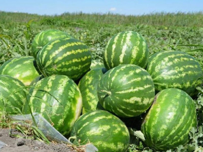 Жетісай қарбыздары Ресейге жөнелтіліп жатыр