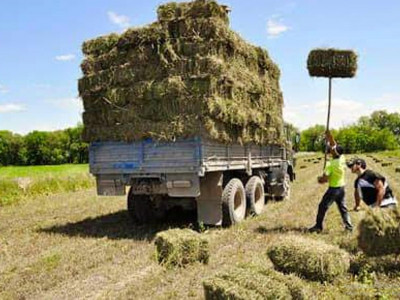 Шардаралықтар Маңғыстауға 300 тоннаға жуық жем-шөп жөнелтті