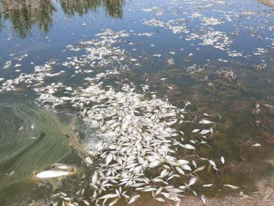 Құрғақшылық: Атырау облысында төрт түлікпен қатар балық та қырылып жатыр