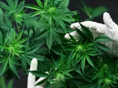 Шу тұрғынынан жарты тоннадан астам есірткі табылды