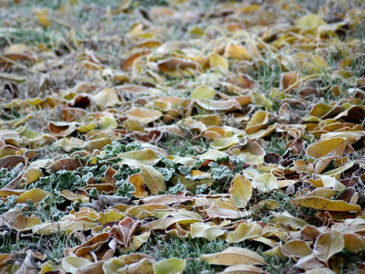 Еліміздің кей аймағында үсік жүреді