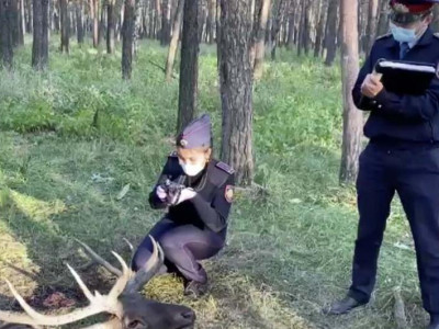 Заңсыз марал атқан: СҚО-да екі қорықшы ұсталды