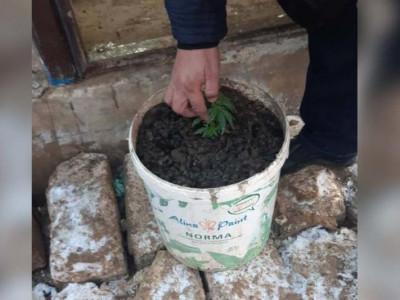 Атырауда 39 жастағы азамат пластик ыдыста есірткі өсірген