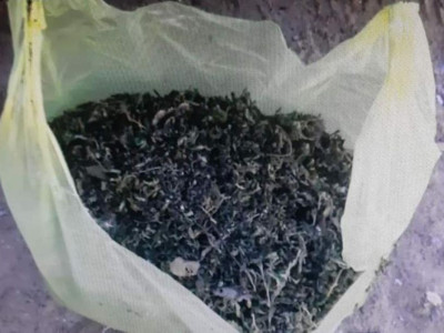 Жамбылдық тұрғыннан жарты тоннадан астам марихуана табылды