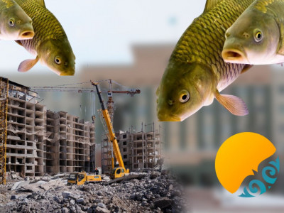Әкімдік балық өсіруді құрылыс компаниясына тапсырған
