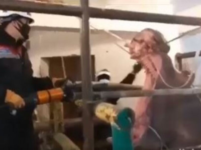 Шымкент құтқарушылары бегемоттың тісін кесіп тастады (ВИДЕО)