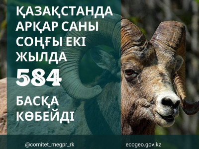 Қазақстанда арқар саны соңғы екі жылда 584 басқа көбейді