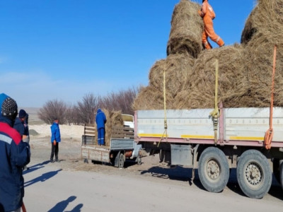 Шайырлықтардың мал азығы мәселесі шешімін тапты
