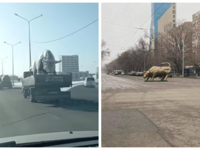Алматыдағы «танымал» бұқа астанаға келді (ВИДЕО)