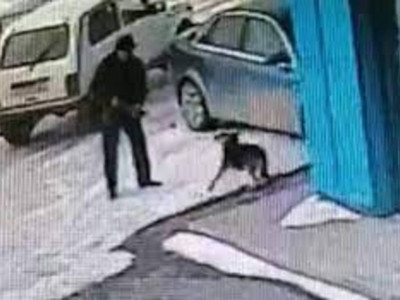 Батыс Қазақстанда ауыл әкімі қаңғыбас иттерге оқ атқан (ВИДЕО)