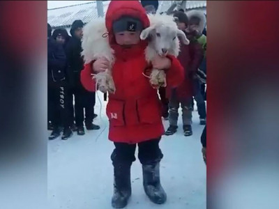 Иығына салған лақты 33 рет көтерген бала шалқасынан түсті (ВИДЕО)