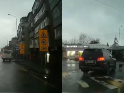 Итті таптап өткен көлік жүргізушісі іздестіріліп жатыр (ВИДЕО)