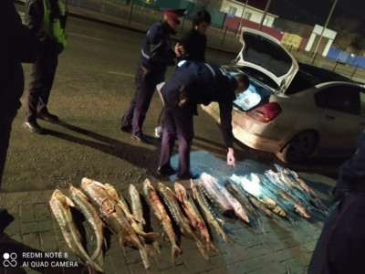 Атырауда бекіре балығын заңсыз тасымалдағандар ұсталды