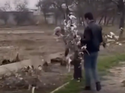 Жетісайда шүберек байланған ағаштарды сындырған азаматқа айыппұл салынды (ВИДЕО)