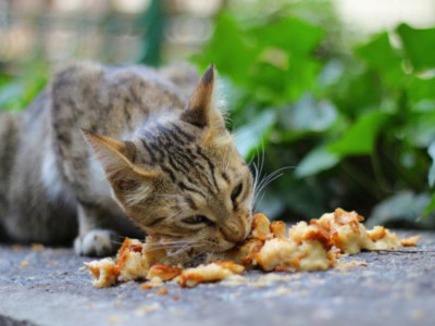 Ақтөбеде мысыққа тамақ берген зейнеткерге айыппұл салынды